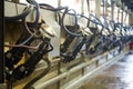 Mechanized milking equipment Royalty Free Stock Photo