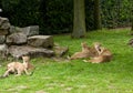 Mechelen, Belgium - 17 May 2016: Lions family in Planckendael zoo.