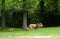 Mechelen, Belgium - 17 May 2016: Lions family in Planckendael zoo.