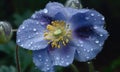 A beautiful photograph of Meconopsis betonicifolia