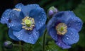 A beautiful photograph of Meconopsis betonicifolia