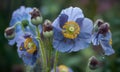 A beautiful photograph of Meconopsis betonicifolia