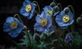 A beautiful photograph of Meconopsis betonicifolia