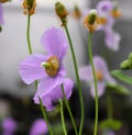 Meconopsis is a genus of flowering plants in the poppy family Papaveraceae, thin stems remain firm, leaves are smooth Royalty Free Stock Photo