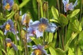 Meconopsis grandis Royalty Free Stock Photo