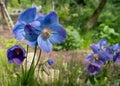 Meconopsis, Himalayan Blue Poppy, photographed in the RHS Bridgewater garden, Salford, Manchester, UK.