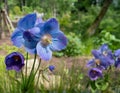 Meconopsis, Himalayan Blue Poppy, photographed in the RHS Bridgewater garden, Salford, Manchester, UK.