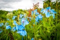 Meconopsis, Lingholm, blue poppies in the garden Royalty Free Stock Photo