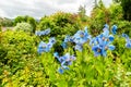 Meconopsis, Lingholm, blue poppies in the garden Royalty Free Stock Photo