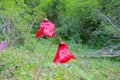 Meconopsis punicea Royalty Free Stock Photo