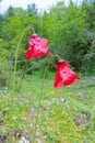 Meconopsis punicea Royalty Free Stock Photo