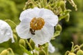 Meconopsis superba flower boom with bee in the garden Royalty Free Stock Photo