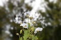 Meconopsis superba flower boom Royalty Free Stock Photo