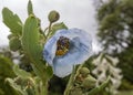 Meconopsis superba flower boom Royalty Free Stock Photo