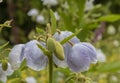 Meconopsis superba flower boom Royalty Free Stock Photo