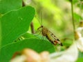 Mecoptera close up macro insect