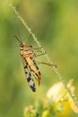 Mecoptera in the nature habitat.