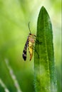 Mecoptera Scorpion Fly Panorpidae