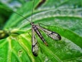Mecoptera or scorpionflies lay on the green leaf