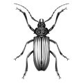 Mecosarthron Buphagus beetle illustration vector Royalty Free Stock Photo