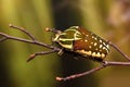 Mecynorhina polyphemus Royalty Free Stock Photo