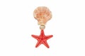 Medal composed of starfish and shells Royalty Free Stock Photo