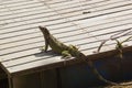 Medellin, Antioquia, Colombia - Chameleon in Botanical Garden of Medellin