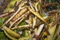 MedellÃÆÃÂ­n, Antioquia / Colombia. March 17, 2019. Garbage bin full of organic garbage. Royalty Free Stock Photo