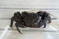 Sesarma meder or Mangrove Crab. Crab for cooking is salted crab.