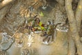 Meder's mangrove crabs eating leaf