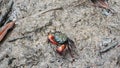 Meder's mangrove crabs (Sesarma mederi) in mangrove forest