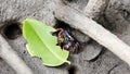 Meder's mangrove crabs (Sesarma mederi) in mangrove forest