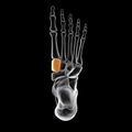 Medial cuneiform bone of the foot, 3D illustration