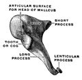 Medial and Front View of the Incus, vintage illustration Royalty Free Stock Photo