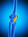 The medial patellar ligament Royalty Free Stock Photo