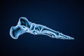 Medial or profile interior view of accurate human left foot bones isolated on blue background 3D rendering illustration. Anatomy,