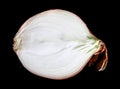 Medial section of onions isolated