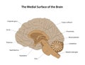 The Medial Surface of the Brain. Labelled diagram. Royalty Free Stock Photo