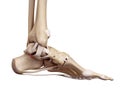 The medial talocalcaneal ligament Royalty Free Stock Photo