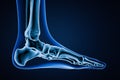Medial view of accurate human left foot bones with body contours on blue background 3D rendering illustration. Anatomy, osteology