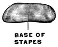 Medial View of the Stapes, vintage illustration