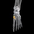 Medial cuneiform bone of the foot, 3D illustration