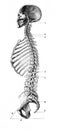 Median and anteroposterior section of the skull and spine in the old book D`Anatomie Chirurgicale, by B. Anger, 1869, Paris