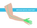 Median nerve poster Royalty Free Stock Photo