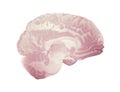 Median Section Of The Brain, Anatomy Of The Human Brain