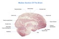 Median Section Of The Brain, Anatomy Of The Human Brain Royalty Free Stock Photo