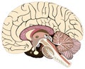 Median section of human brain infographic diagram