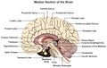 Median section of human brain infographic diagram