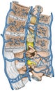 Median section of lumbar spine, systemic veins and the portal system
