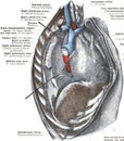 Mediastinum human anatomy with detailed information on a white background